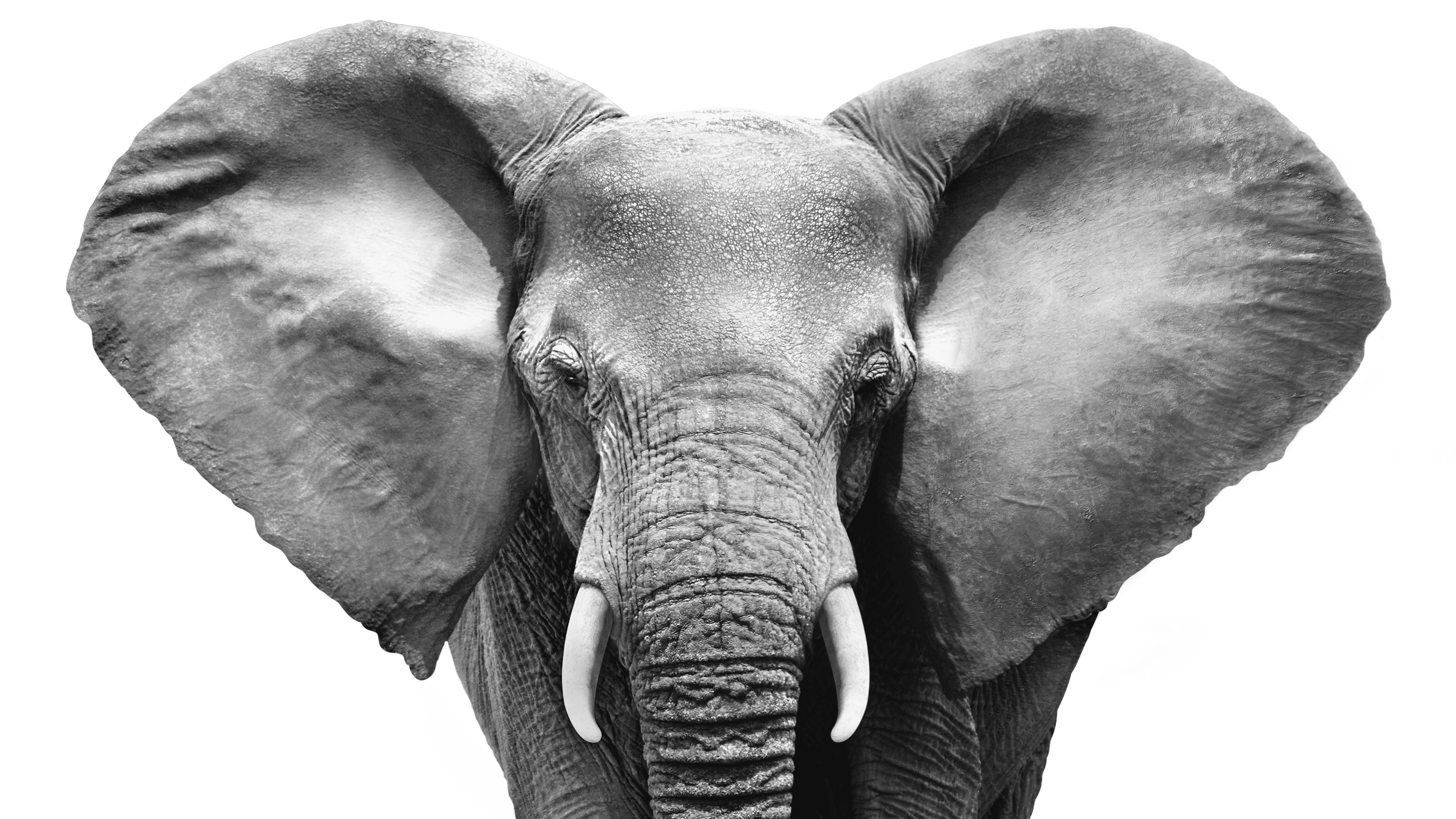 Elephant_face_gray_FULL_Cropped